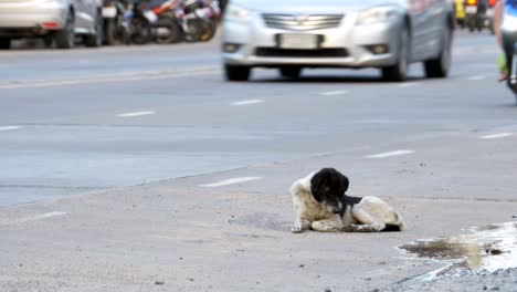homeless dog lies on the city road with passing cars and motorcycles. asia, thailand