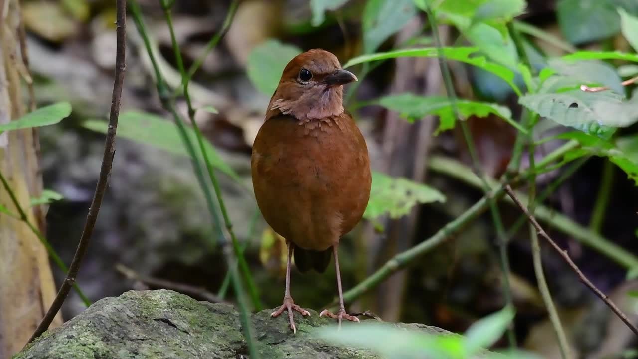 Den rustnakkede pittaen er en lite sky fugl som finnes i høyfjellsskoghabitater, det er så mange steder i Thailand å finne denne fuglen.