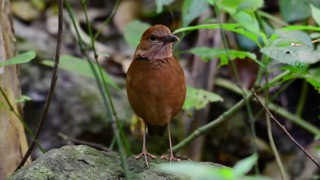 the rusty-naped pitta is a confiding bird found in high elevation mountain forests habitats, there are so many locations in thailand to find this bird