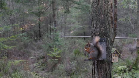 imágenes en cámara lenta de una ardilla roja euroasiática salvaje comiendo nueces de un comedero para pájaros en un pino silvestre en los parques centrales en el bosque whinfell en 2022 mientras está de lado de la cámara