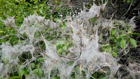 panorámica de la defoliación causada por la alimentación de las orugas de la polilla del armiño, yponomeutidae, en el reino unido
