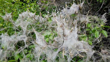 pan shot of defoliation caused by feeding ermine moth caterpillars, yponomeutidae, in the uk