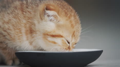 A-cute-cat-eats-from-a-bowl-on-the-floor.-Eating-with-gusto-from-his-bowl.-Side-view