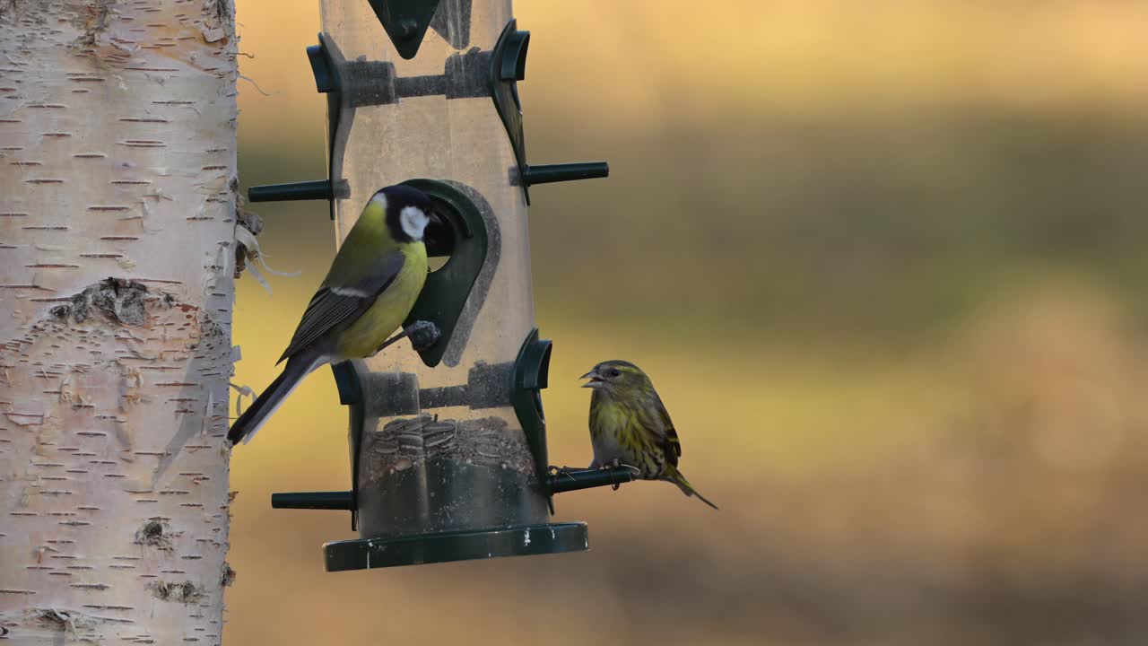 Great Tit and Greenfinch arguing over sunflower seeds in backyard bird feeder at golden hour, Greenfinch flies away.