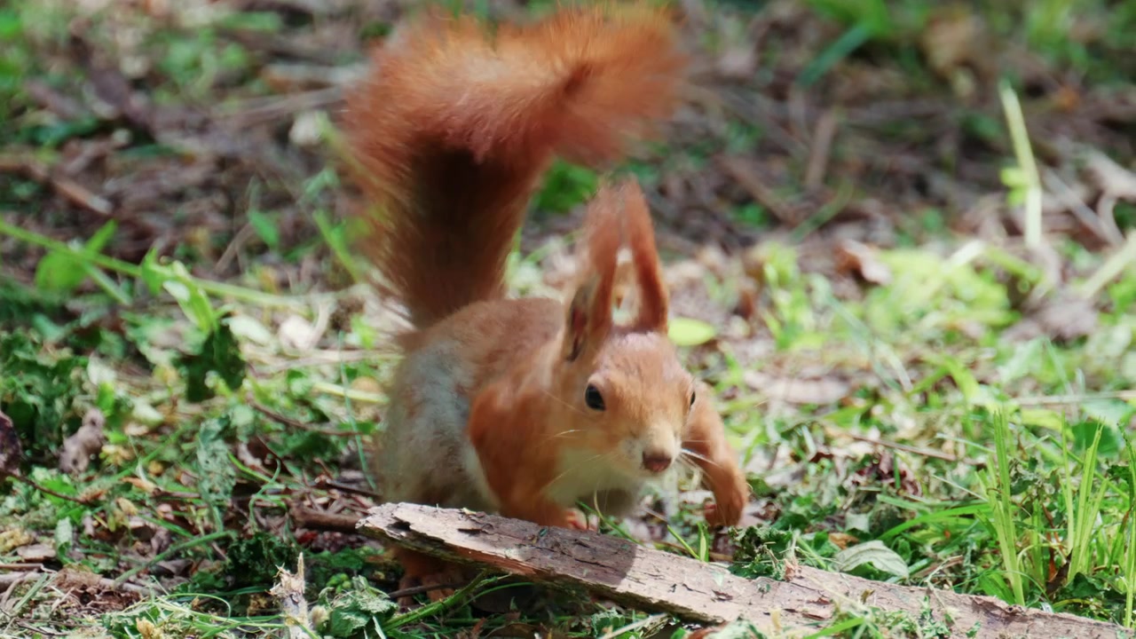 Fast moving red squirrel running across grass and soil covered with leaves and small plants
