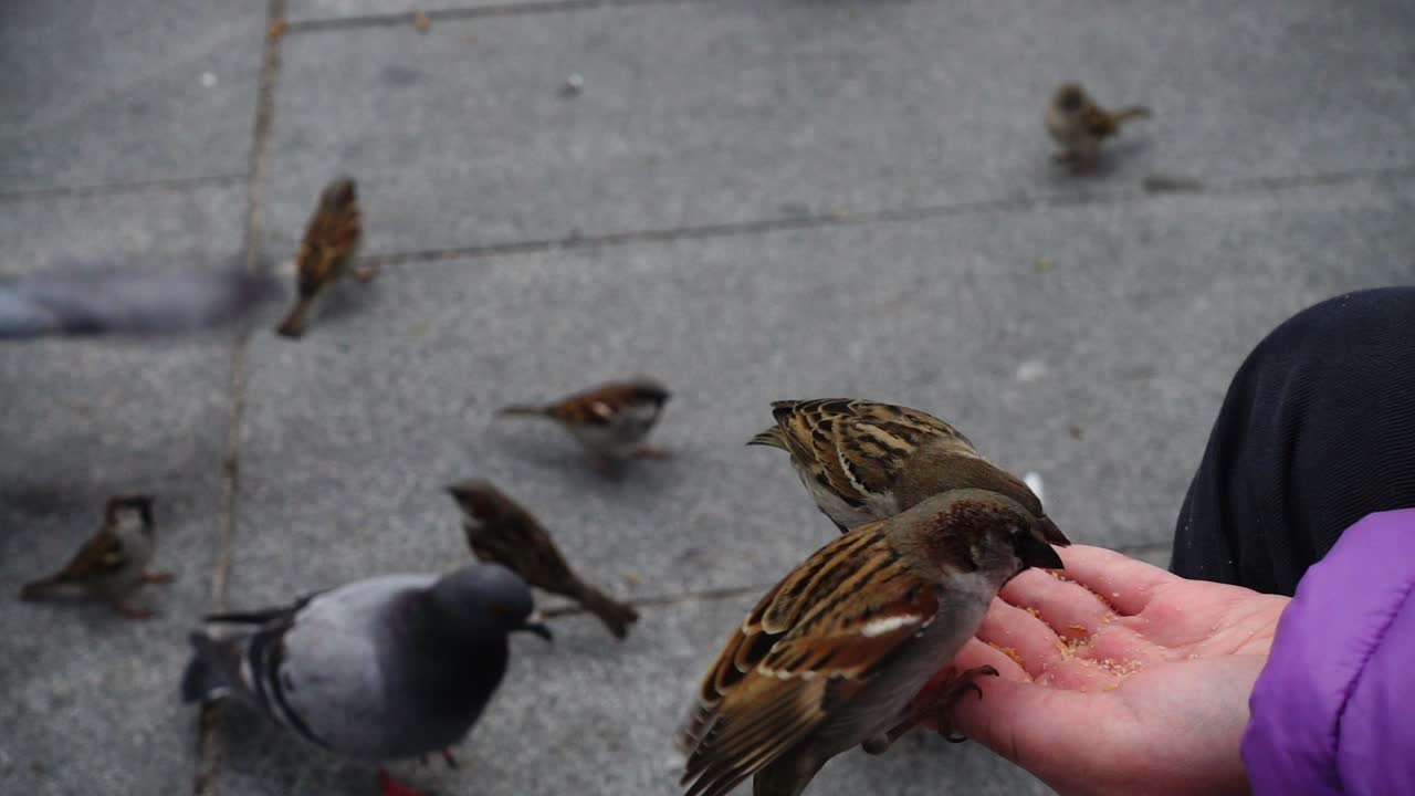 España. Aves en las calles de Madrid, palomas y gorriones. Cámara lenta. Grabación en Madrid. Gente alimentando a las aves de la mano.