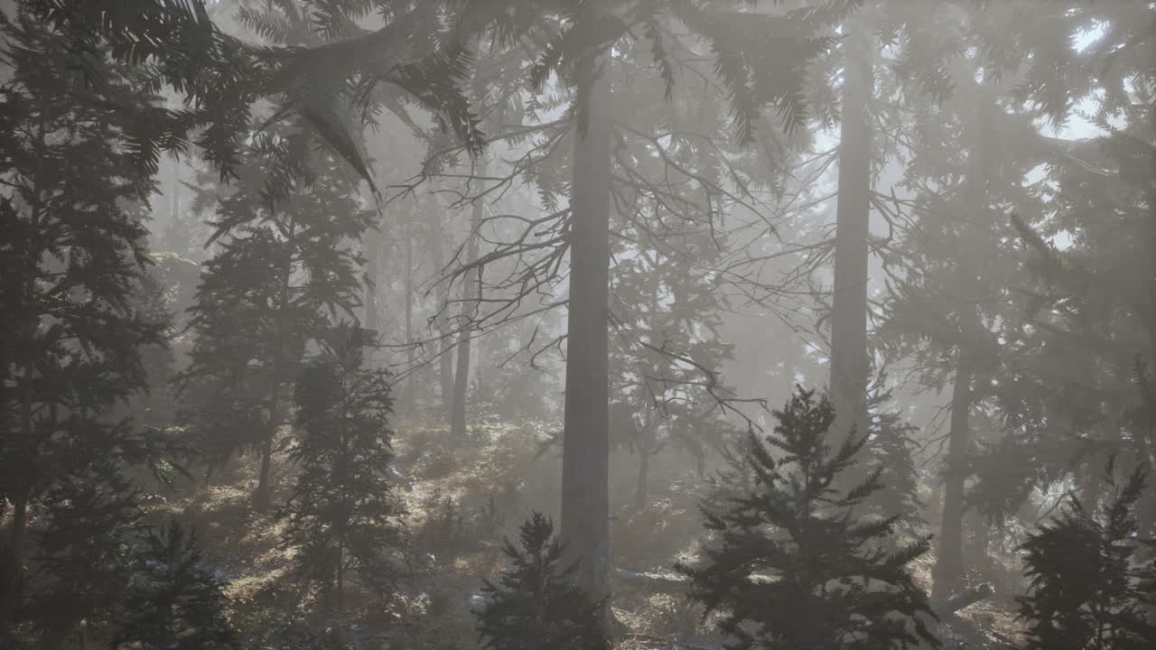 여름 날 에 높은 소나무 들 을 바라보며