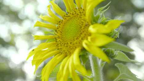 close-up of a beautiful yellow sunflower in full bloom