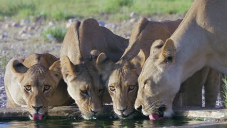 lioness and her three cubs drink at manmade waterhole in kgalagadi botswana - close up shot