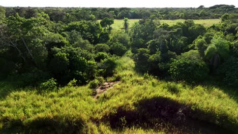 Aereial-drone-view-of-Bolivia-Jungle-countryside-near-Santa-Cruz-4k-high-resolution