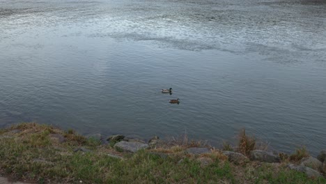 Ein-Paar-Enten-Schwimmt-Und-Schwimmt-Ruhig-Am-Geschützten-Ufer-Eines-Flusses