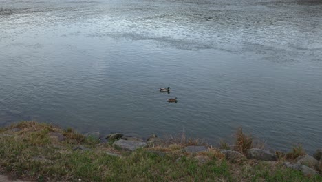 pair of ducks float and swim calmly in the protected bank of a river