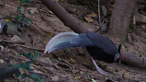 Seen-foraging-for-food-on-the-forest-ground-as-it-moves-towards-the-right,-Kalij-Pheasant-Lophura-leucomelanos,-Male,-Thailand