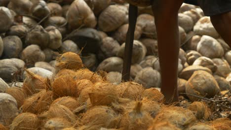 coconut dehusking process manually by skilled workers, heap of coconuts, tamil nadu