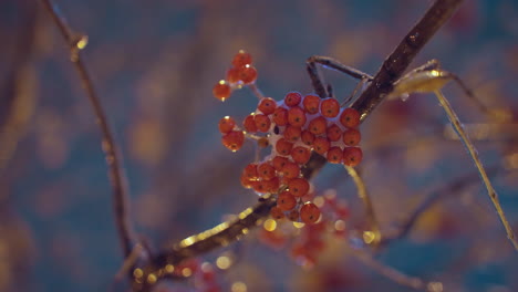 cluster of red berries glistening on tree branch illuminated by warm golden light, surrounded by soft bokeh effect against a serene winter backdrop