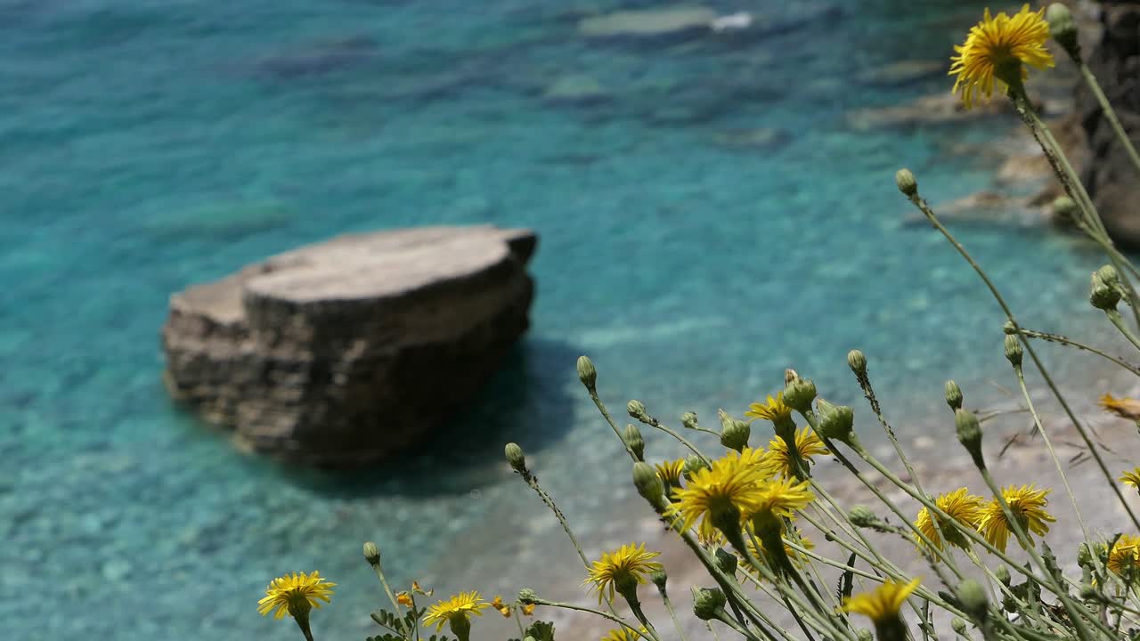 Acqua cristallina turchese, spiaggia paradisiaca nascosta con fiori gialli