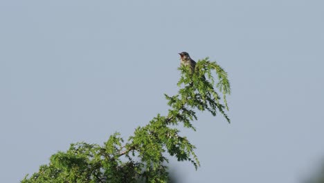 Pájaro-Cantando-En-La-Copa-Del-árbol-Contra-El-Cielo-Despejado