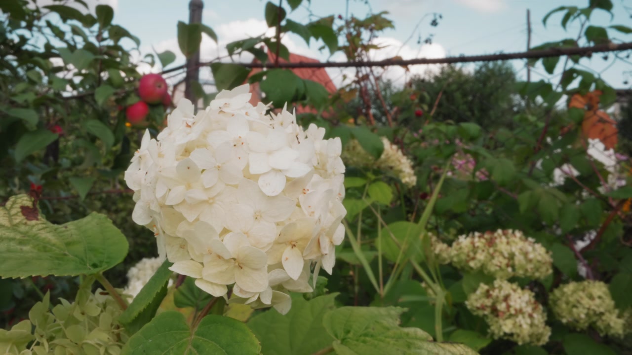 Close-up of White Hydrangea Flower Blooming in a Summer Garden