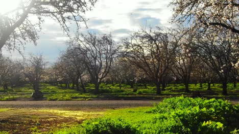 almond orchard blossoms, drone video near ground level to flight over orchard