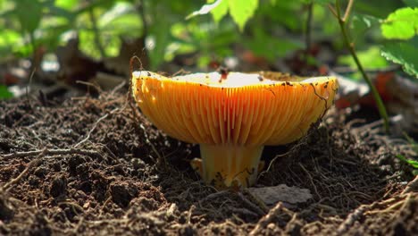 a stunning close-up of a vibrant orange mushroom emerging from a rich, earthy soil in a lush green forest setting, highlighting nature's beauty and diversity