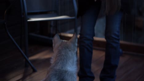baby gray wolf is curious of the lady