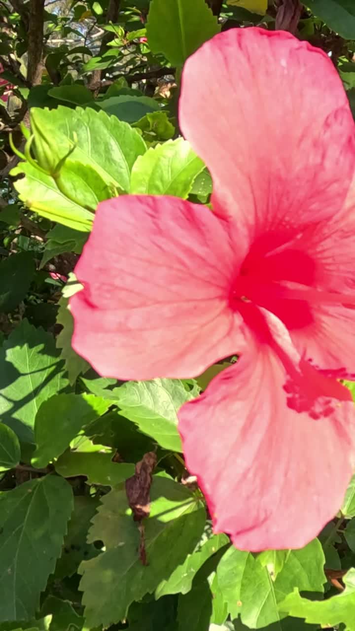 Un vivace fiore di ibisco che ondeggia dolcemente nella brezza