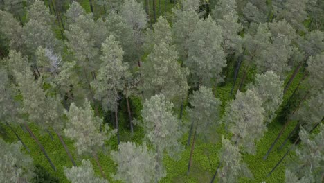 Top-View-Of-Rural-Landscape-With-Dense-Pine-Trees---drone-shot