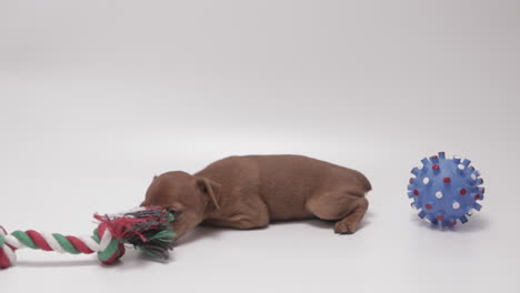 chocolate marrón pinzones en miniatura lindos cachorros se acuestan con juguetes para perros, fondo blanco