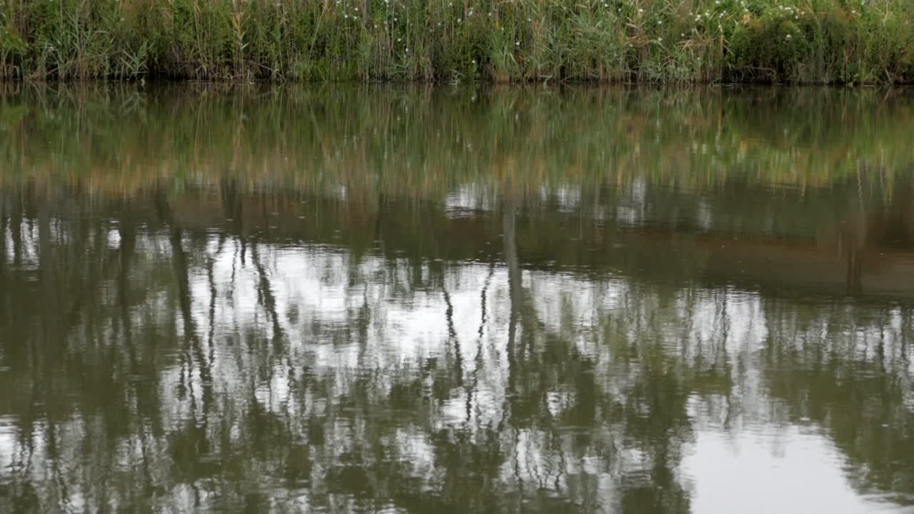 Rain on an overcast river with reflections of gum trees in Australia