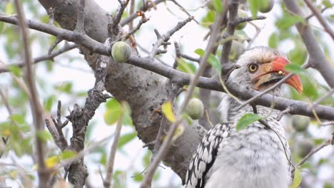 A bird is perched in a tree, Kruger National Park, South Africa.