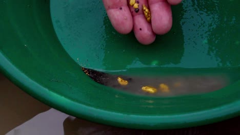 gold panning and prospecting success: caucasian male fingers drop discovered large golden nuggets in green trap pan, static close up