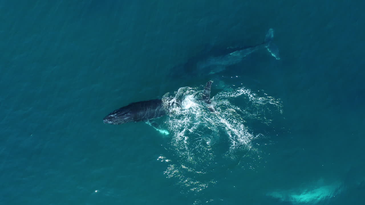 혹등 고래 가족 포드, 드론 샷