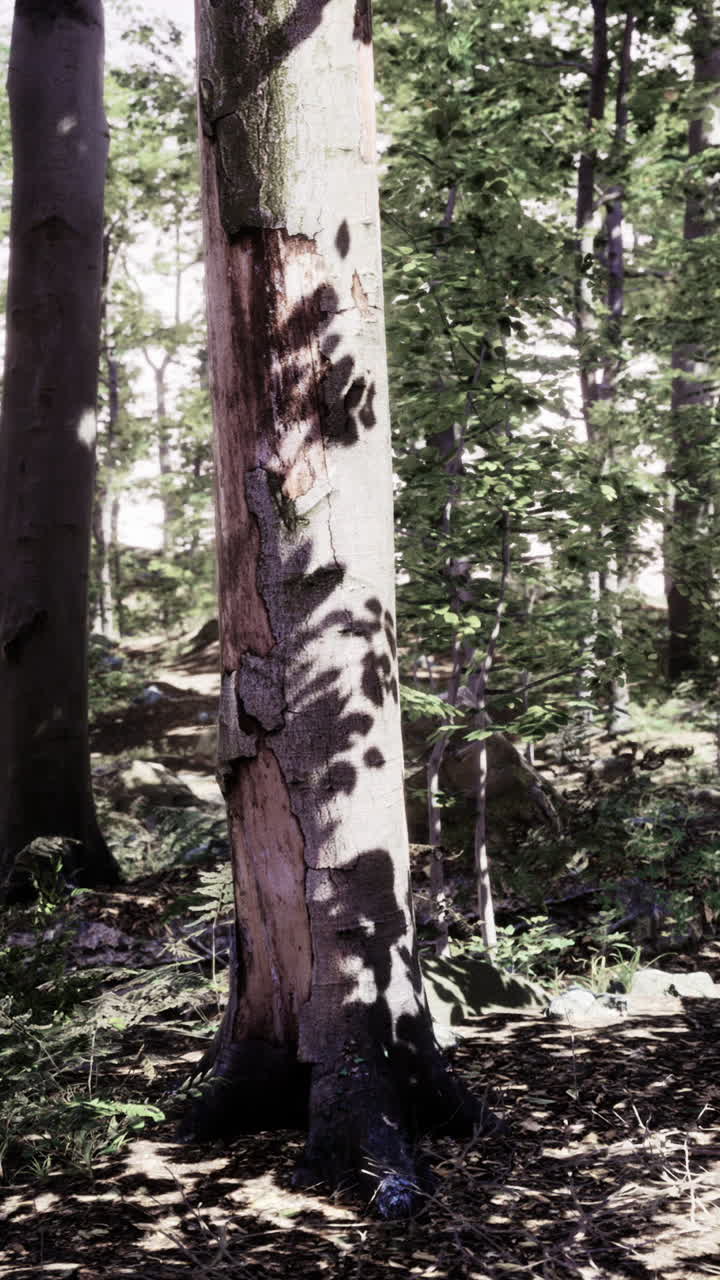 escena de un bosque salpicado de sol