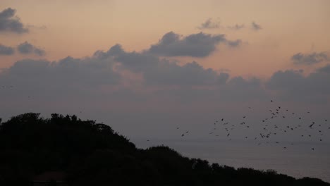 un gran grupo de cuervos volando juntos fuera de las copas de los árboles al atardecer