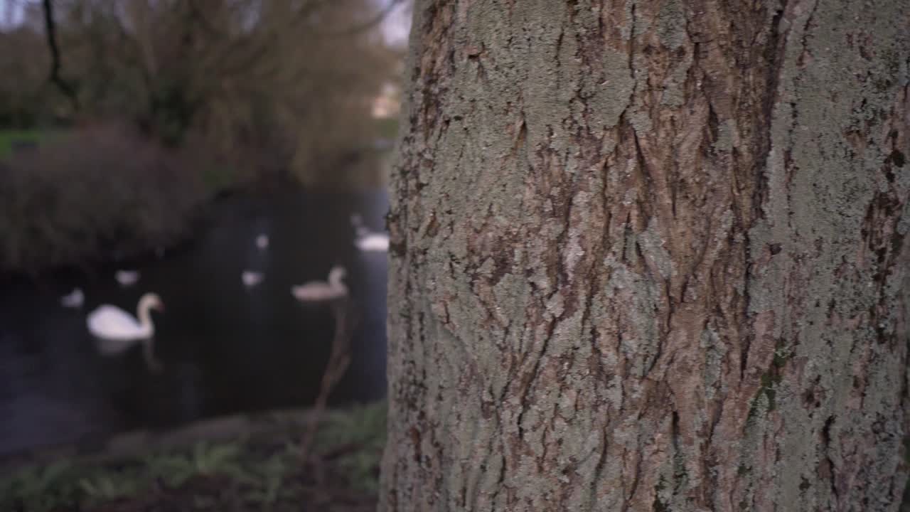 아일랜드의 은 날에 호수에서 수영하는 나무와 백조의 판 을 드러내는 그림.