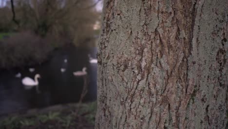 Revealing-pan-shot-of-a-tree-and-swans-swimming-in-a-lake-on-a-sunny-day-in-Ireland-with-shallow-depth-of-field