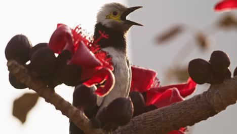 Close-up-view-of-starling-bird-in-the-forest