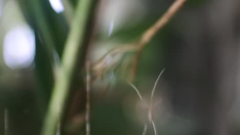 La-Pequeña-Araña-Se-Mueve-De-Aquí-Para-Allá-En-El-Viento