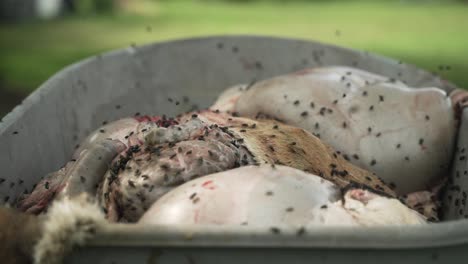 Sheep-entrails-being-swarmed-by-flies-in-cinematic-slow-motion