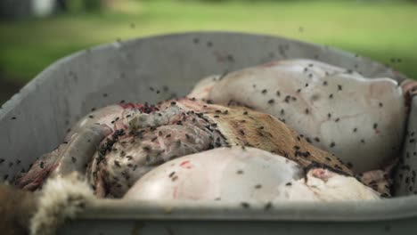entrañas de ovejas siendo enjambradas por moscas en cámara lenta cinematográfica