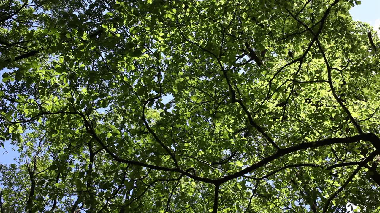 An Oak Tree canopy in late Spring. Wyre Forest. Worcestershire. England. UK
