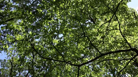 an oak tree canopy in late spring. wyre forest. worcestershire. england. uk