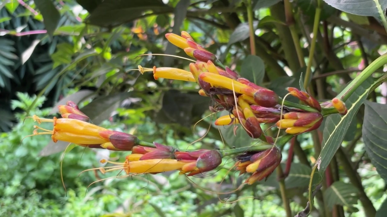 Primo piano di vivaci fiori tropicali gialli e rossi nella natura