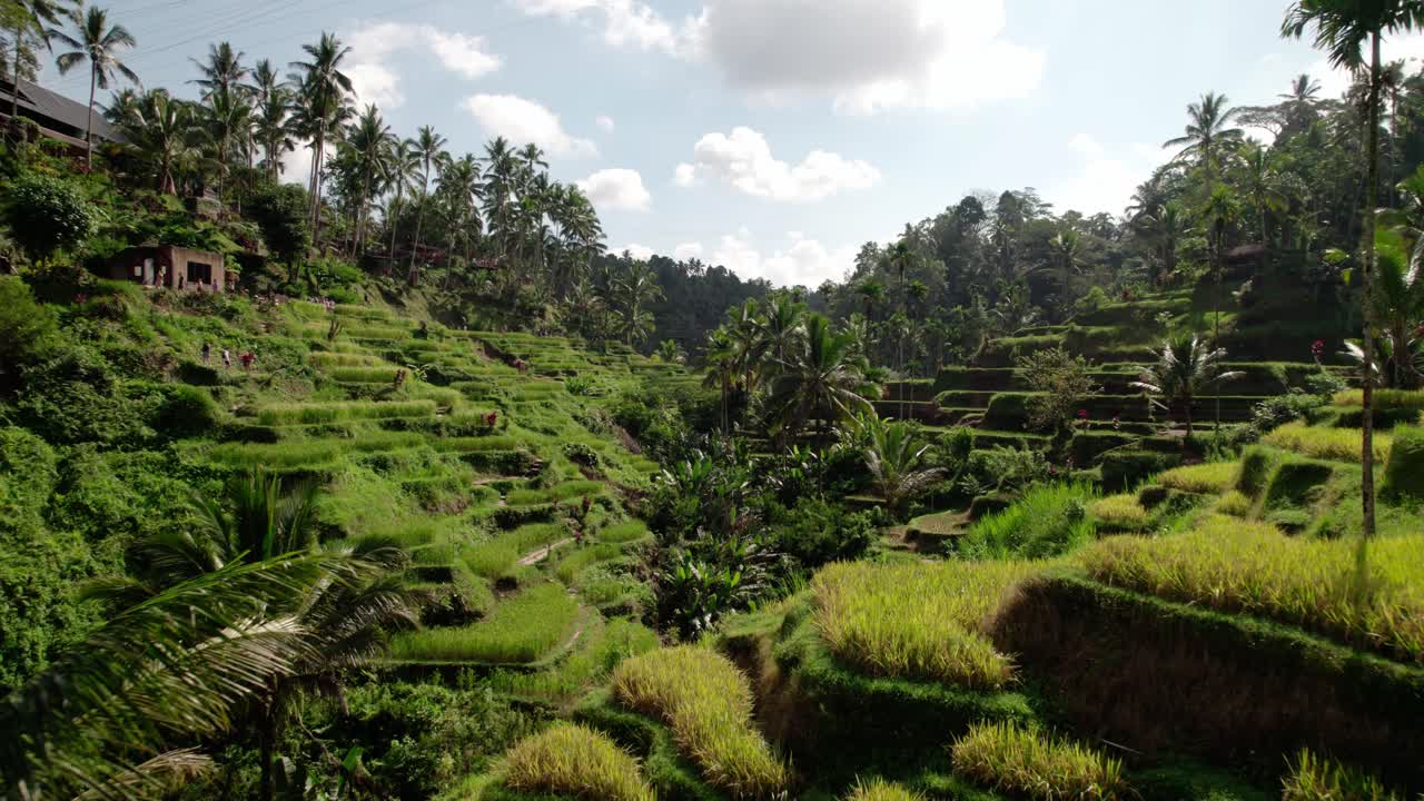Coltivazione di riso su risaie a terrazze a Bali, Indonesia