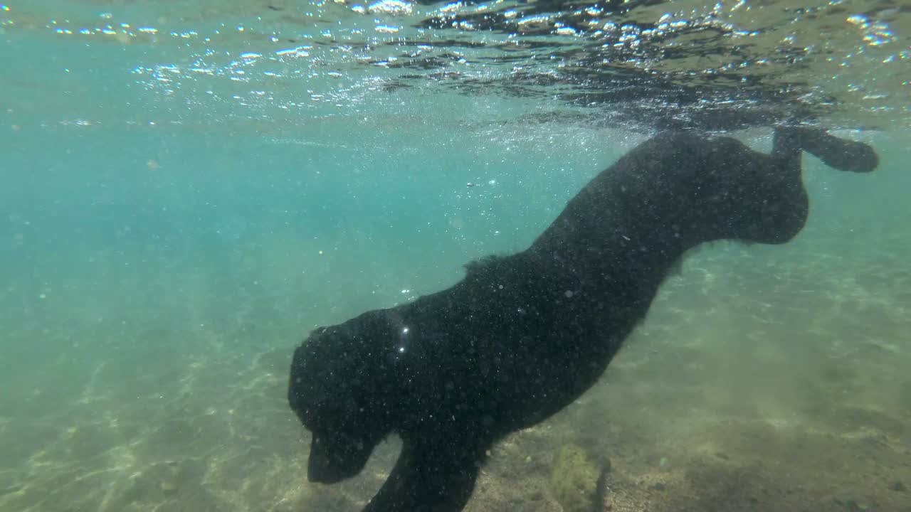 느린 움직임, 검은 개는 물 표면에서 수영하고 빛에서 바다 바닥에 돌을 찾기 위해 다이빙합니다. 수중 촬영. 은 바다, dahab, 이집트