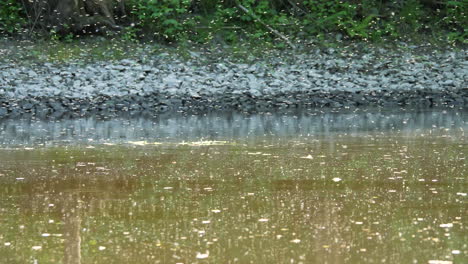 Enjambre-De-Mosquitos-Sobre-El-Agua-Del-Río-Marrón,-Concepto-De-Enfermedades-Transmitidas-Por-Mosquitos