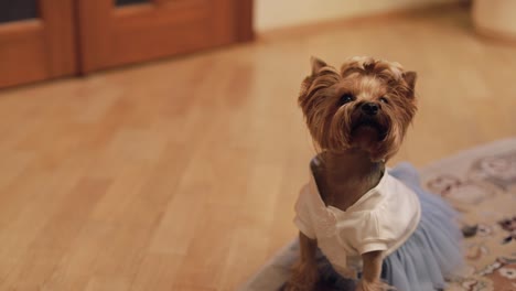 dog terrier in funny dress