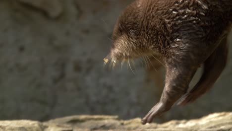 a curious asian small-clawed otter climbing a tree trunk