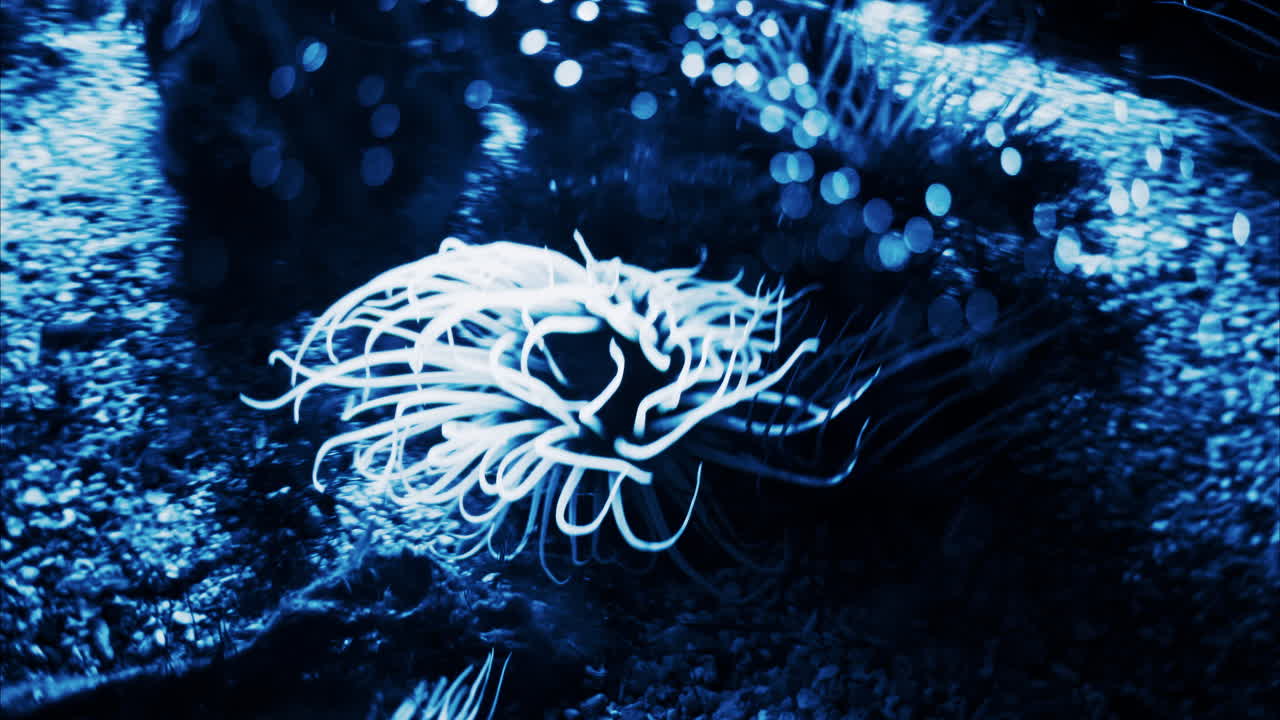 Close up of Sea anemones glowing in the dark