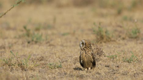 Eine-Verstörte-Sumpfohreule-Kommt-Und-Sitzt-Mitten-Am-Tag-Auf-Offenem-Boden,-Während-Der-Dunst-Sie-Im-Winter-In-Kutch,-Gujarat,-Indien,-In-Eine-Fata-Morgana-ähnliche-Gestalt-Verwandelt